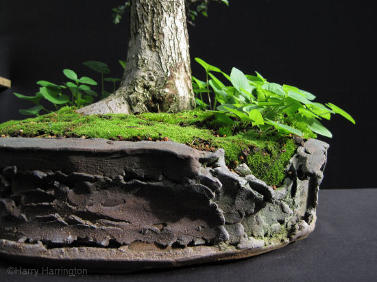 bonsai pot
